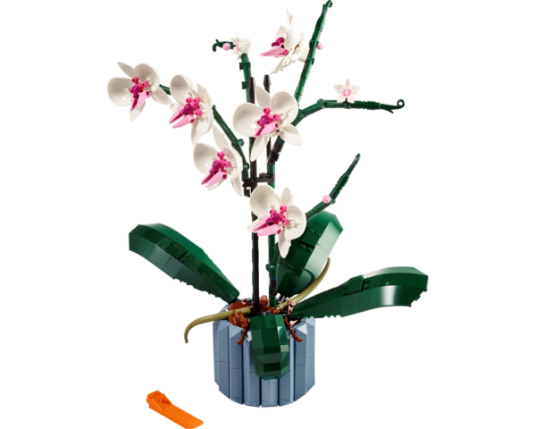 Orchid