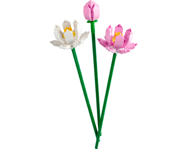 Lotus Flowers