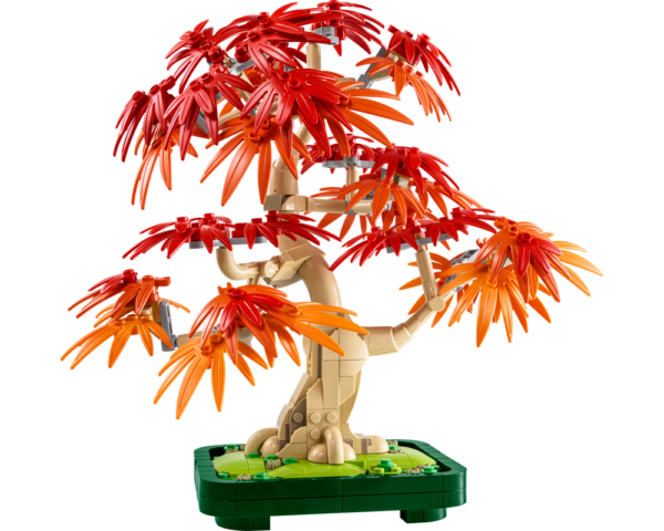 Japanese Red Maple Bonsai Tree